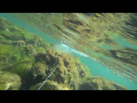 Видео: Подводная охота. Осень в разгаре.