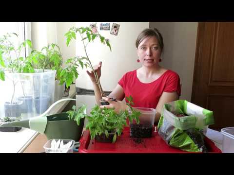 Видео: ТОМАТЫ в ПАКЕТАХ / ПРОСТО вырастим ПОМИДОРЫ. 🍅 2. Пересадка  / SIMPLY WAY TO GROW TOMATOES