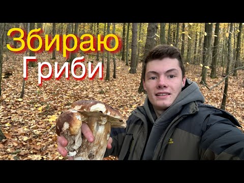 Видео: Збираю гриби! Натрапив на білі!Опеньок ціла сумка!Закинуті шахти!