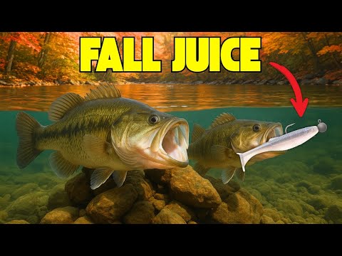 Видео: Как ловить осеннего окуня на приманки Finesse Swimbaits (советы и подготовка)