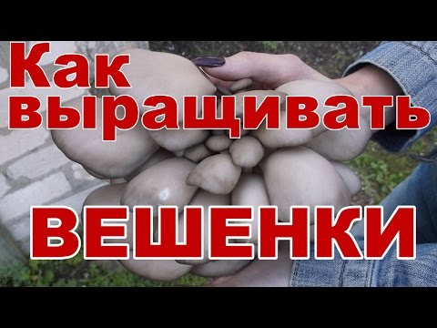 Видео: Как выращивать вешенки в домашних условиях