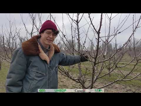 Видео: 1  Основні терміни і визначення обрізки