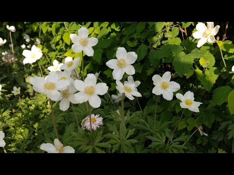 Видео: Эстония. Нашествие птиц и плохие прогнозы.