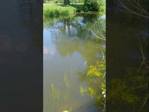 Видео: Успаміны пра летнюю рэчку