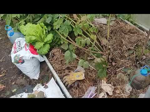 Видео: Укрытие ежевики на зиму, есть нюансы