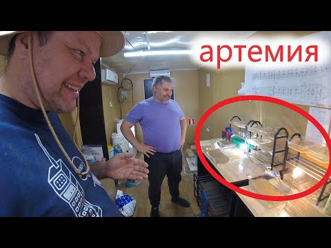 Видео: Необычный способ инкубации артемии без аэрации и без свежей воды