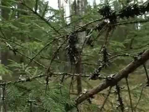 Видео: Альманах странствий (Эпизод 5)