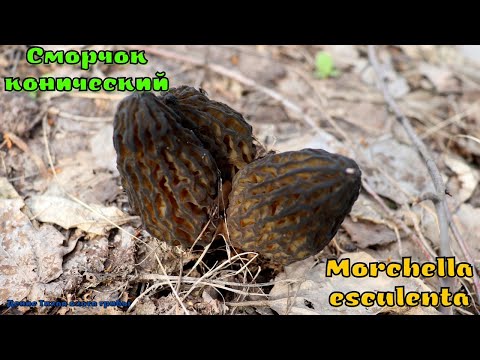 Видео: Сморчок конический - гриб, восстанавливающий зрение | Morchella esculenta