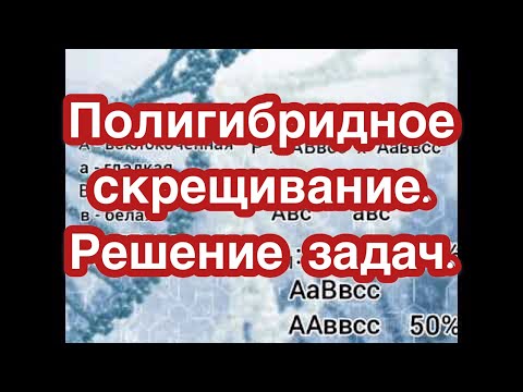 Видео: Полигибридное скрещивание. Решение задач.