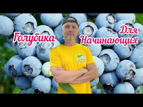 Видео: Правила выращивания голубики.