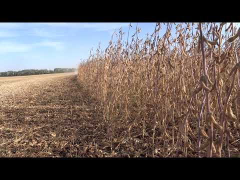 Видео: 07.09.2020. Уборка сои, сорт Пруденс.