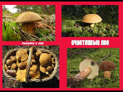 Видео: Грибы моховики или как погулять в красивом лесу
