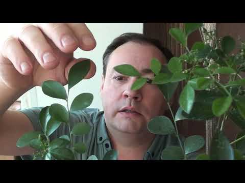 Видео: Мурайя