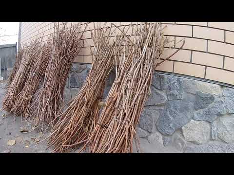 Видео: Заготовка черенков винограда осенью.Какие сорта сажать?