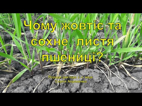 Видео: Чому передчасно жовтіє та сохне листя пшениці?