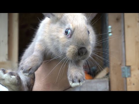 Видео: Кролики с картошкой.| Сколько кролик весит в 1 месяц.|Урожай картофеля удивил.