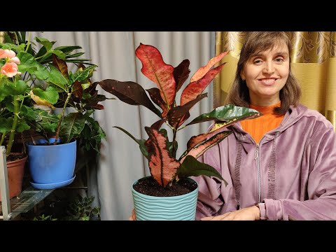 Видео: КАК ПРАВИЛЬНО ПЕРЕСАДИТЬ КРОТОН (КОДИЕУМ)???