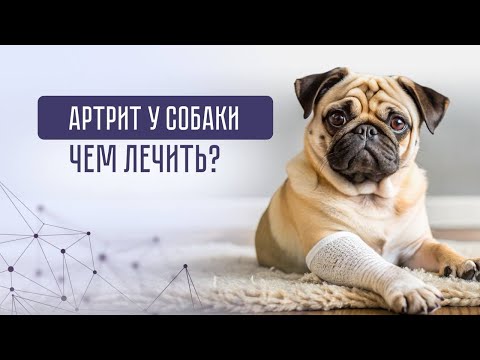 Видео: Хромает собака, что делать? Как вылечить больные суставы и артрит?