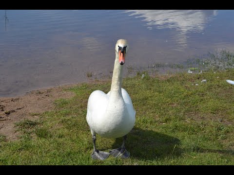 Видео: Из жизни лебедей