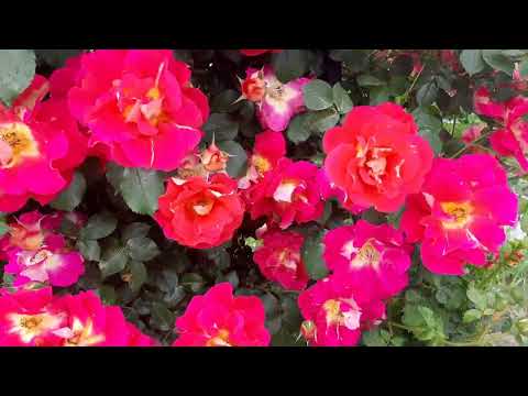 Видео: Роза Баяццо ( Ваjazzo) и Ди ди Бриджуотер