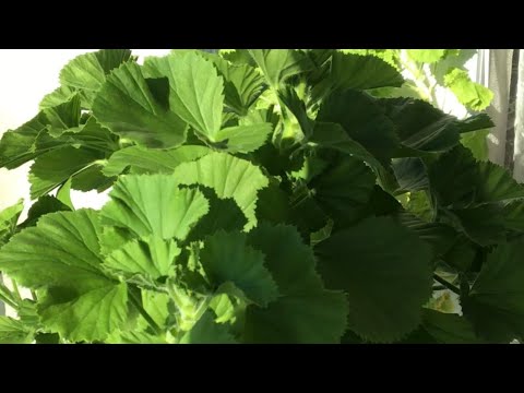 Видео: Осенняя обрезка королевских пеларгоний. Очень коротко!