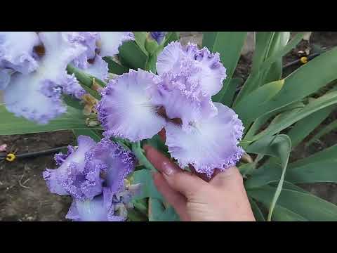 Видео: 22 мая 2024 г. Центральная часть сада.