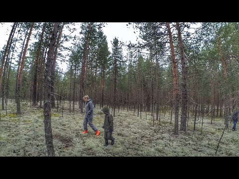 Видео: В лес за грибами /Грибалка /Дары леса /Верхняя Тойма