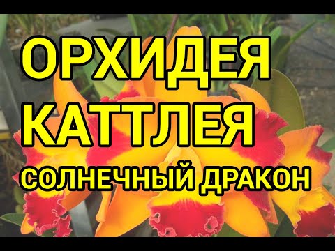 Видео: НЕВЕРОЯТНАЯ Каттлея - Солнечный ДРАКОН ! Пересадка Детки Каттлеи.