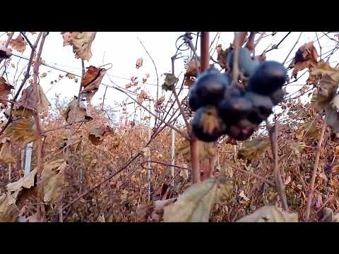 Видео: виноградник після жовтневих заморозків