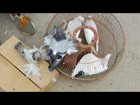 Видео: 8 июнь 2025 йил УРГАНЧ КАПТАР БОЗОРИ ва хуроз бозори | Xorazmkaptarlari