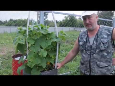 Видео: Посадка огурцов в бочку. Отличный результат.