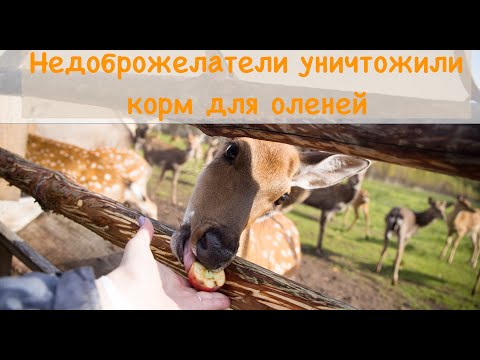 Видео: Порча сенажа на оленьей ферме  в Усадьбе Судимиръ