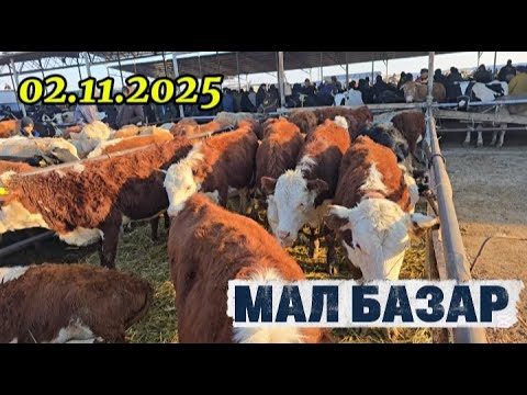 Видео: ІРІ ҚАРА БАҒАСЫ, ТАРАЗ МАЛ БАЗАР 02.11.2025