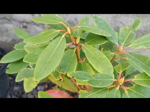 Видео: 1 листопада!🍁Садові справи,що вже зробила💪 і що ще потрібно зробити👀 