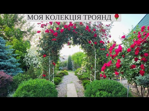 Видео: Троянди мого саду 🌹 Моя улюблена колекція