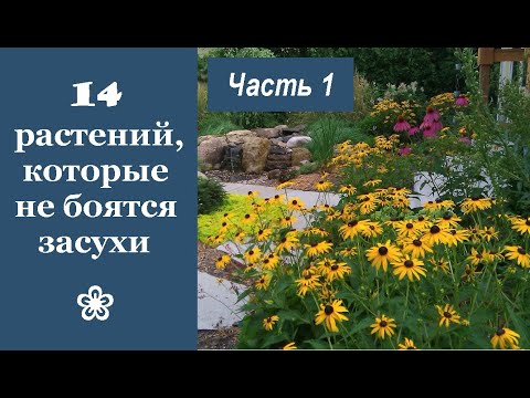 Видео: ❀ 14 красивых растений, которые не боятся засухи. Часть 1