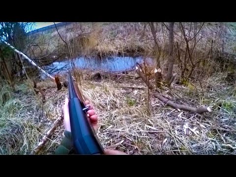 Видео: Охота #30 охота на бобра 20 кг
