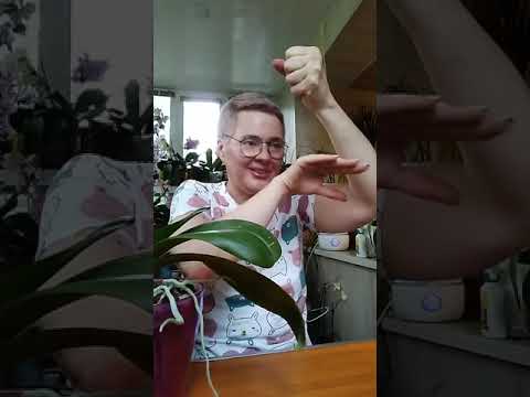 Видео: Эфир 3 августа ( полный)Тема "Распространённые ошибки при посадке орхидей"