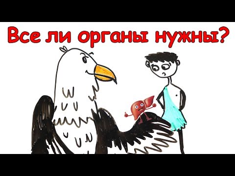 Видео: Без каких органов человек смог бы жить?