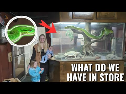 Видео: НОВЫЙ ЭКЗОТИЧЕСКИЙ ПИТОМЕЦ! Палладариум предназначен для змей и черепах?
