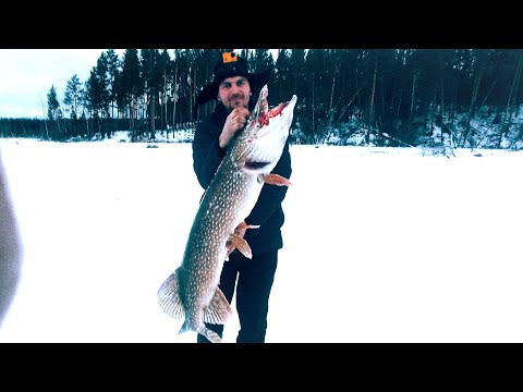 Видео: Перывый лед. Крупная щука 17.11.23.