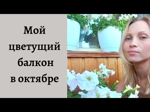 Видео: Мой цветущий балкон в октябре, 2022г.