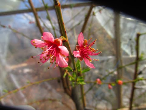 Видео: ЧТО ВЛИЯЕТ НА СРОКИ ЦВЕТЕНИЯ.