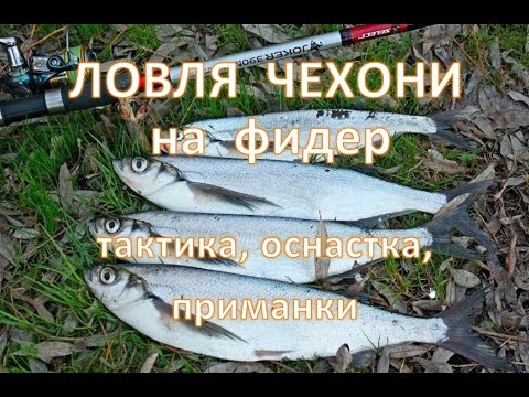 Видео: Как ловить Чехонь на фидер — тактика, оснастка, приманки.