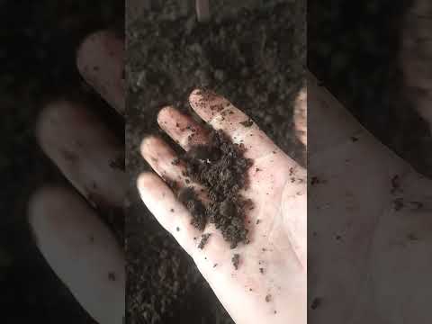 Видео: 39-В БИОГУМУСНИ ҚАНДАЙ ЭЛАШГА ТАЙЁРЛАНАДИ ТЕЛ +998998687083