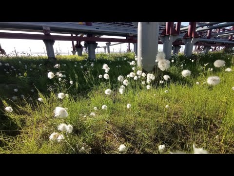 Видео: Сочи - Тюмень - Новый Уренгой и Практика {июль-август 2024}