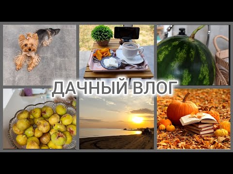Видео: НА ЧИЛЕ НА РАССЛАБОНЕ/ЖДУ ДЕТЕЙ #влог#villagelife