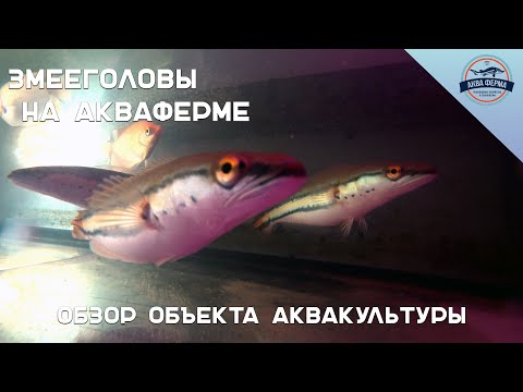 Видео: Змееголовы на Акваферме. Обзор объекта аквакультуры
