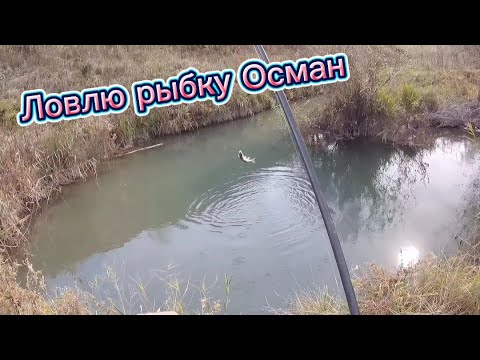 Видео: Прогулка по реке – Осман снова на Крючке #ловляосмана #2024 #осман #fishing #top #1k #рыбалка