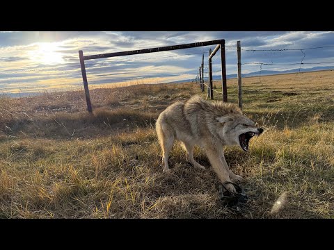Видео: Эпизод 14 LBL «Новые койоты» #горцы #охотник на койотов #дикая природа #сезон оленей #вне сети